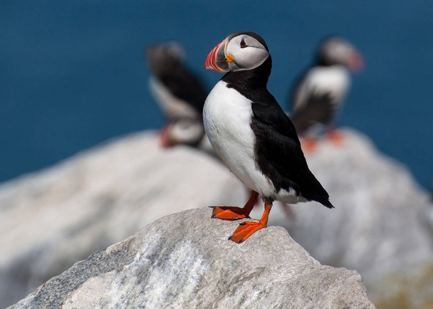 Atlantic Puffins Guards Its Territory During Summer Mating Seaso - Photo, Image