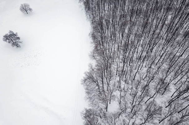 Winter forest from above. Aerial view forest and snow. - Photo, image