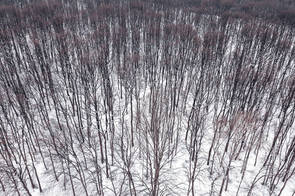 Winter forest Top view. Snowy winter forest aerial. - Fotoğraf, Görsel