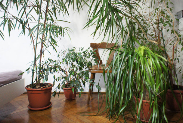 Красивая смесь комнатных растений в комнате
   - Фото, изображение