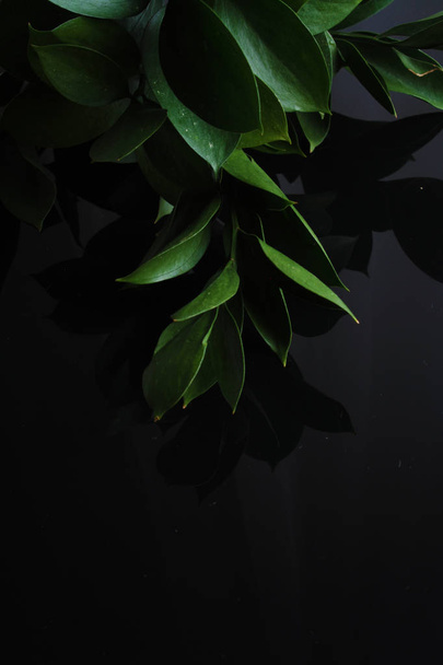 green leaves on a black background - Foto, Imagem