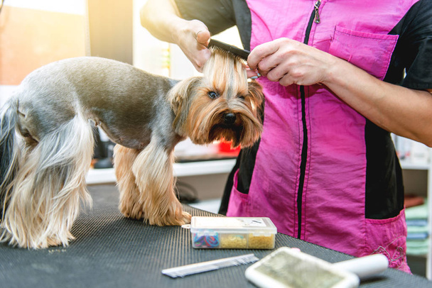 Falciatrice Yorkshire Terrier pelliccia sull'orecchio con un trimmer
 - Foto, immagini