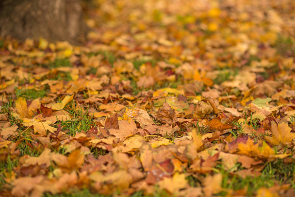 Herbstlich bemalte Blätter Nahaufnahme - Foto, Bild