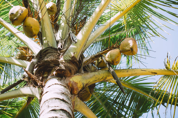 zöld kókusz-palm trópusi tengerparton növekvő - Fotó, kép