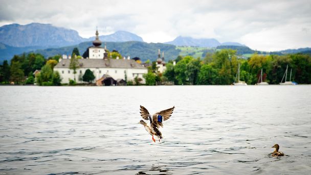 Göl üzerinde uçan ördek - Fotoğraf, Görsel