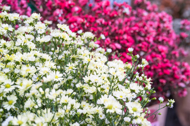 White cutter flowers in garden - Fotó, kép