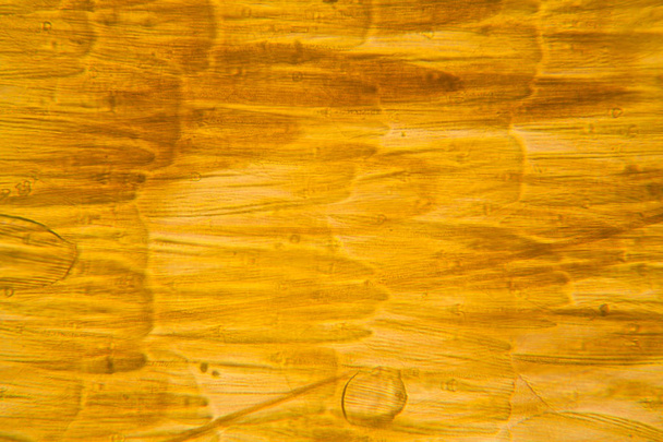Microscopic view of moth wing. Beautiful details  - Фото, зображення