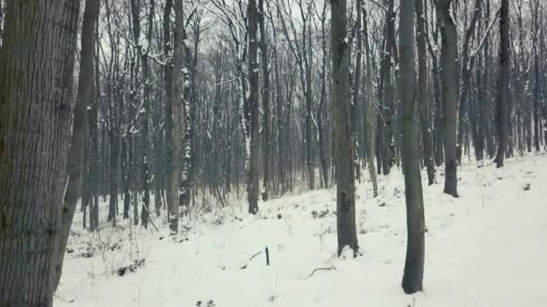 Chůze uvnitř lesa v zimě. Lesní cesta v zimě. Stabilizované pohled.  - Záběry, video