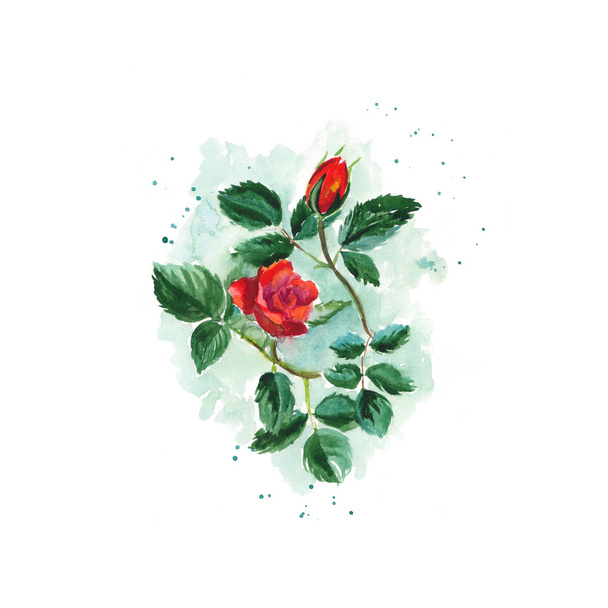 Watercolor sketch of a bush scarlet rose with leaves - Photo, image