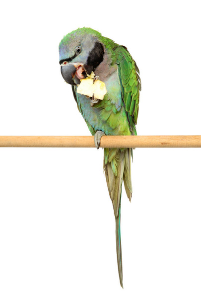 Parakeet com pescoço em um poste de madeira
 - Foto, Imagem