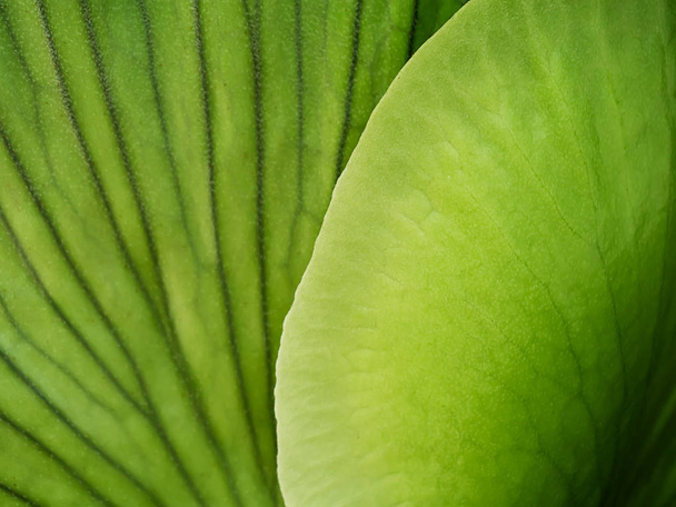 texture of fern leaves - Photo, Image