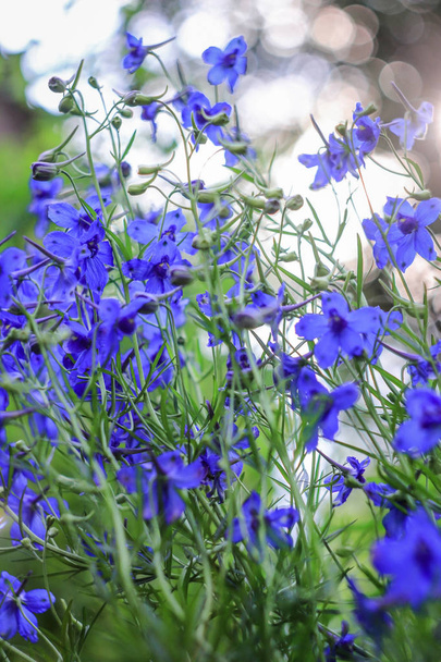 kis kék virágok egy zöld háttér. kis virágok van virágzó, a kertben. miniatűr kék virágok. Tavaszi virágok. Virágokat a kertben. Virágok a szabad ég alatt - Fotó, kép
