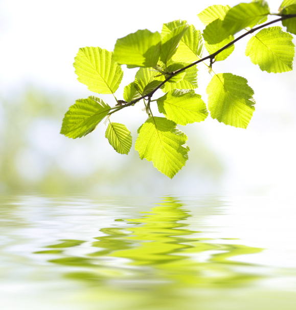 Bladeren die reflecteren in het water - Foto, afbeelding