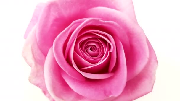 Vaaleanpunainen ruusu pyörii valkoisella taustalla. Silmukan kuvamateriaali
. - Materiaali, video