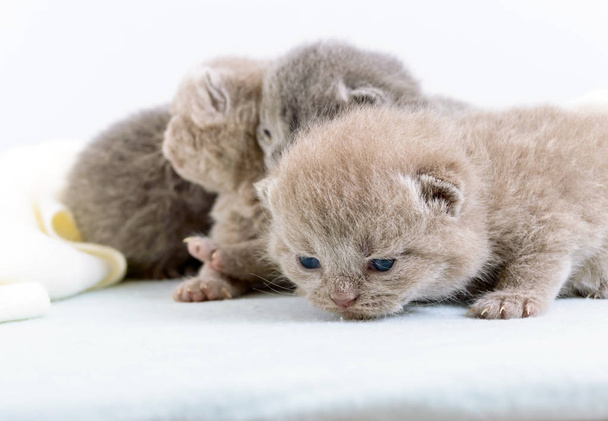 Kleine mooie Schotse kittens op een lichte zachte plaid. - Foto, afbeelding