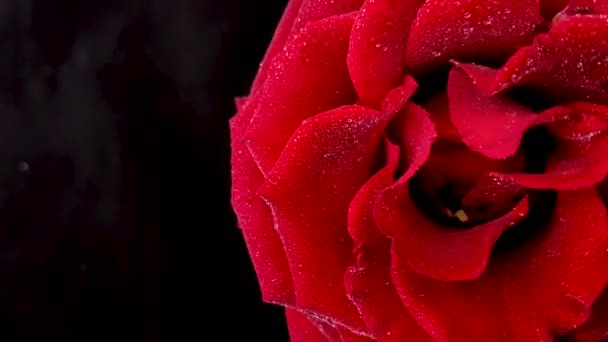 Rosa vermelha com gotas de água girando sobre fundo preto. Imagens de loop
. - Filmagem, Vídeo