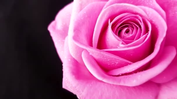 Pink rose és forog a fekete háttér. Hurok felvételek. - Felvétel, videó