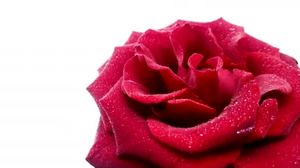 Vörös rózsa a víz csepp forgó fehér háttér. Végtelenített videóinak - Felvétel, videó