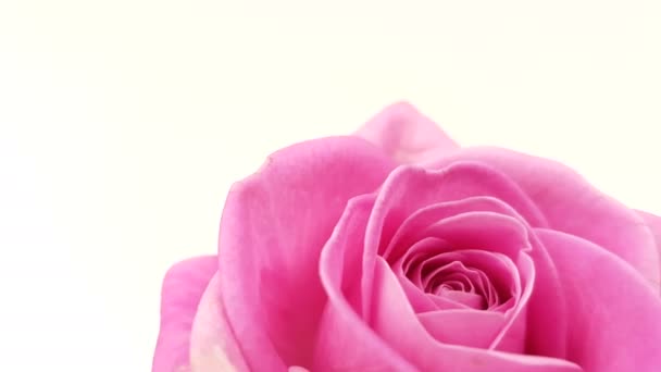 Roze roos draaien op witte achtergrond. Beelden in een lus. - Video