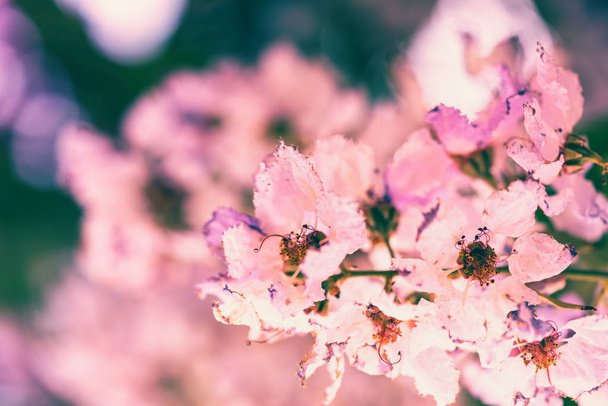 Flower blossoms on the tree. - Zdjęcie, obraz