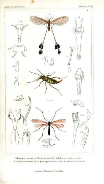 Ilustração de insetos. O reino animal, organizado de acordo com sua organização, servindo como base para a história natural dos animais
 - Foto, Imagem