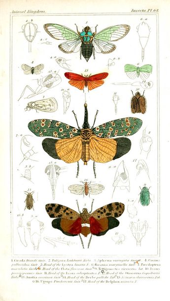 Ilustracja owadów. Królestwa zwierząt, ułożone według jego organizacji, służące jako podstawa do historii naturalnej zwierząt - Zdjęcie, obraz
