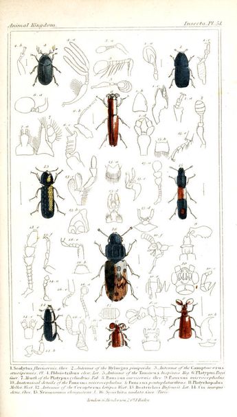 Illustration of insects. The animal kingdom, arranged according to its organization, serving as a foundation for the natural history of animals - Fotografie, Obrázek