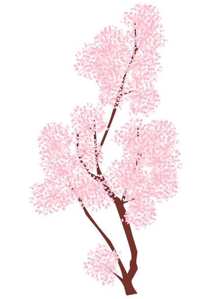 Cherry Blossoms kevään kukka kuvake - Vektori, kuva