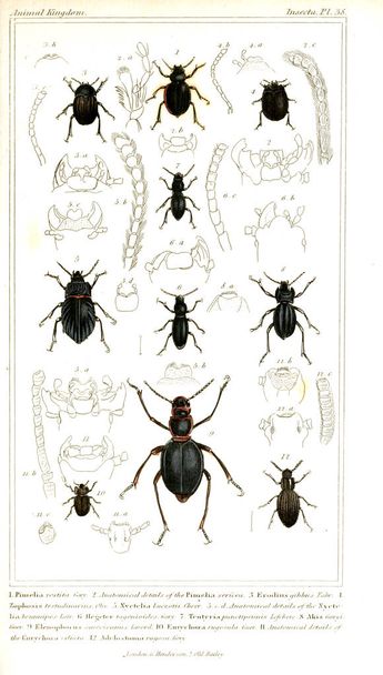Ilustração de insetos. O reino animal, organizado de acordo com sua organização, servindo como base para a história natural dos animais
 - Foto, Imagem