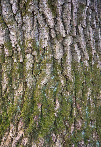 Рельєфна текстура кори дуба з зеленим мохом і лишайником
.   - Фото, зображення