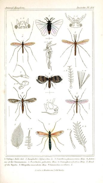 Illustratie van insecten. Het dierenrijk, gerangschikt volgens haar organisatie, dienen als basis voor de natuurlijke geschiedenis van dieren - Foto, afbeelding