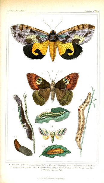 Ilustrace z hmyzu. Království zvířat, uspořádaných podle jeho organizace, které slouží jako základ pro přírodovědné zvířat - Fotografie, Obrázek