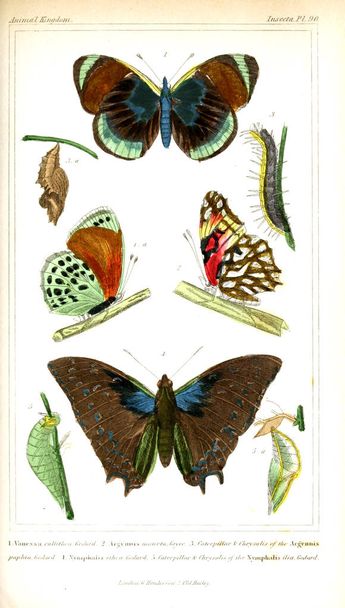 Böcekler Illustration. Hayvanlar alemi, hayvanlar doğal tarih için bir temel olarak hizmet organizasyonu göre düzenlenmiş - Fotoğraf, Görsel