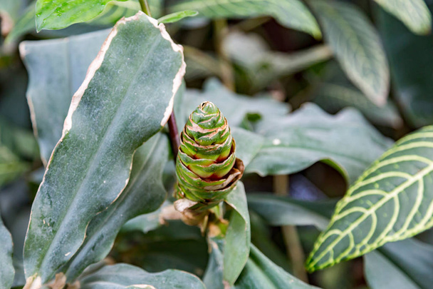 The green cone of Costus - Photo, Image