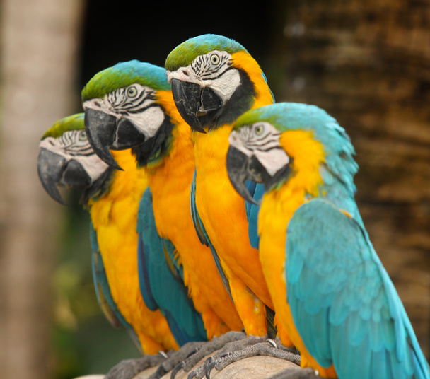 Macaws - Valokuva, kuva