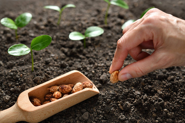 Die Hand des Bauern pflanzt einen Samen in die Erde - Foto, Bild