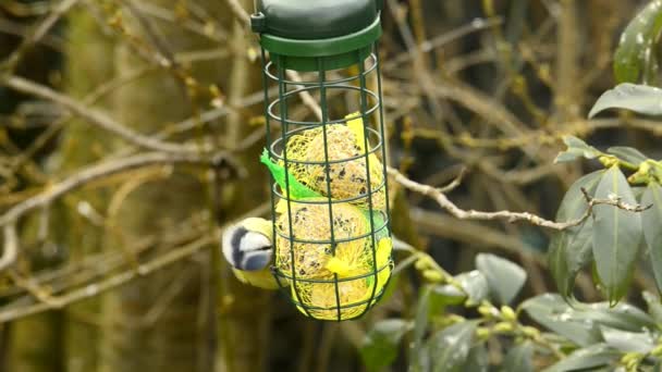 The Eurasian blue tit at a fodder house in Germany - Footage, Video