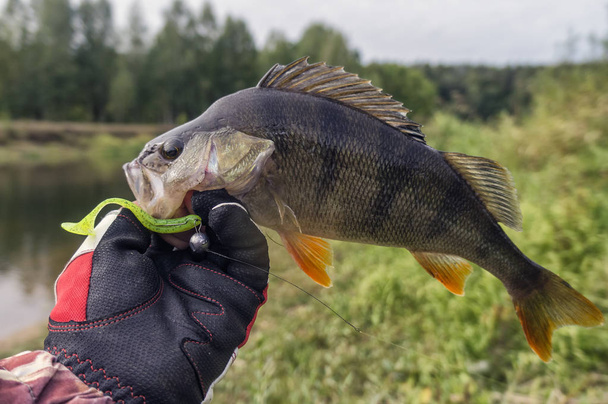 Fish caught on a jig. - Photo, Image