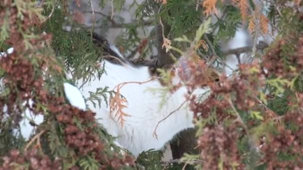 Kat in de takken van een thuja jaagt een vogel - Video