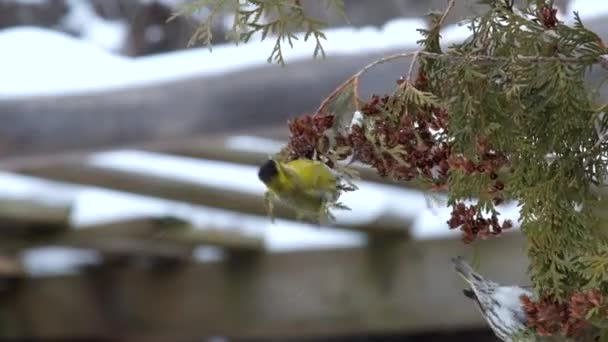 Los siskins europeos comen semillas de thuja en invierno (Carduelis spinus
) - Metraje, vídeo