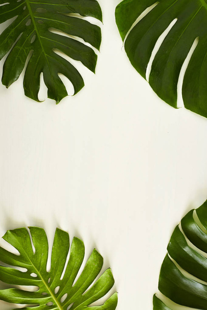 Монстера зеленим листям з копією простір - Фото, зображення