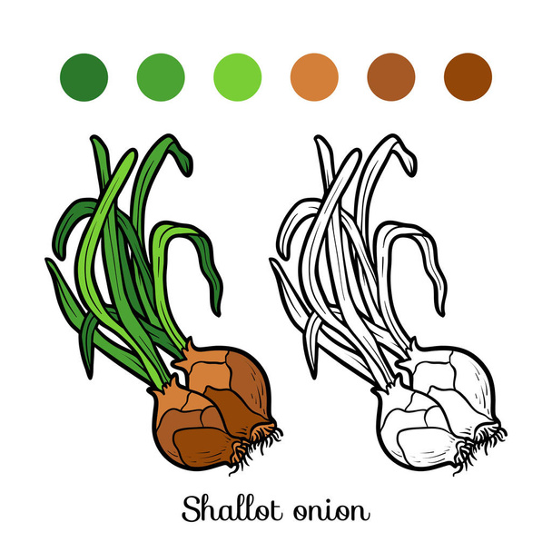 Libro para colorear, cebolla chalota
 - Vector, imagen