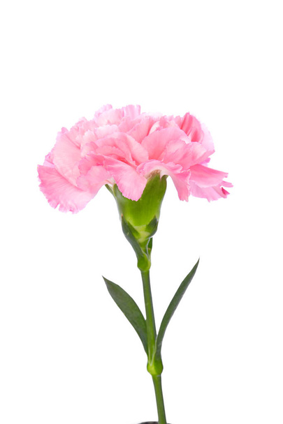 einzige rosa Nelke - Foto, Bild