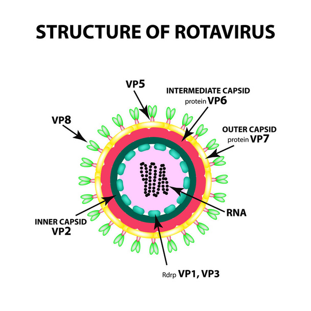 ロタウイルスの構造。インフォ グラフィック。孤立した背景のベクトル図. - ベクター画像