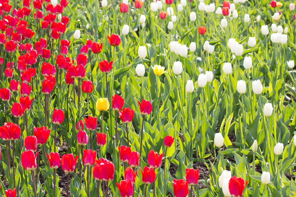 tulipas vermelhas e brancas - Foto, Imagem