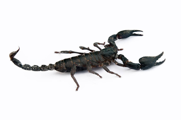 Bild des Skorpions auf weißem Hintergrund.  - Foto, Bild