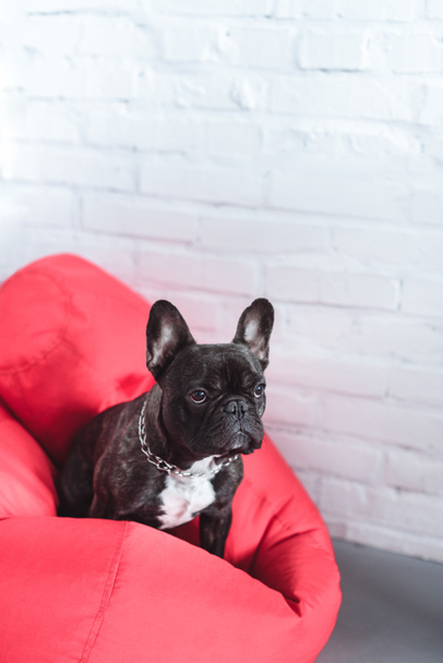 Αστείο σκύλο Frenchie κάθεται στο κόκκινο πουφ - Φωτογραφία, εικόνα
