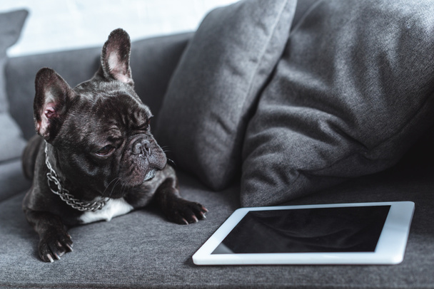 Lindo bulldog francés sentado en sofá por tableta
 - Foto, imagen