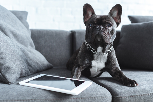 Black Frenchie sitting on sofa by tablet - Photo, Image