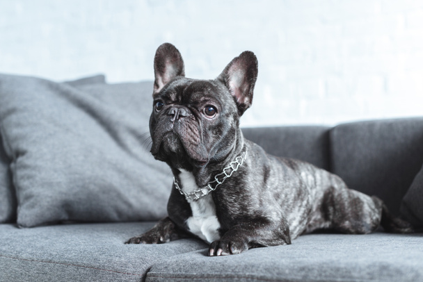 Cute french bulldog lying on grey sofa  - Foto, Imagem